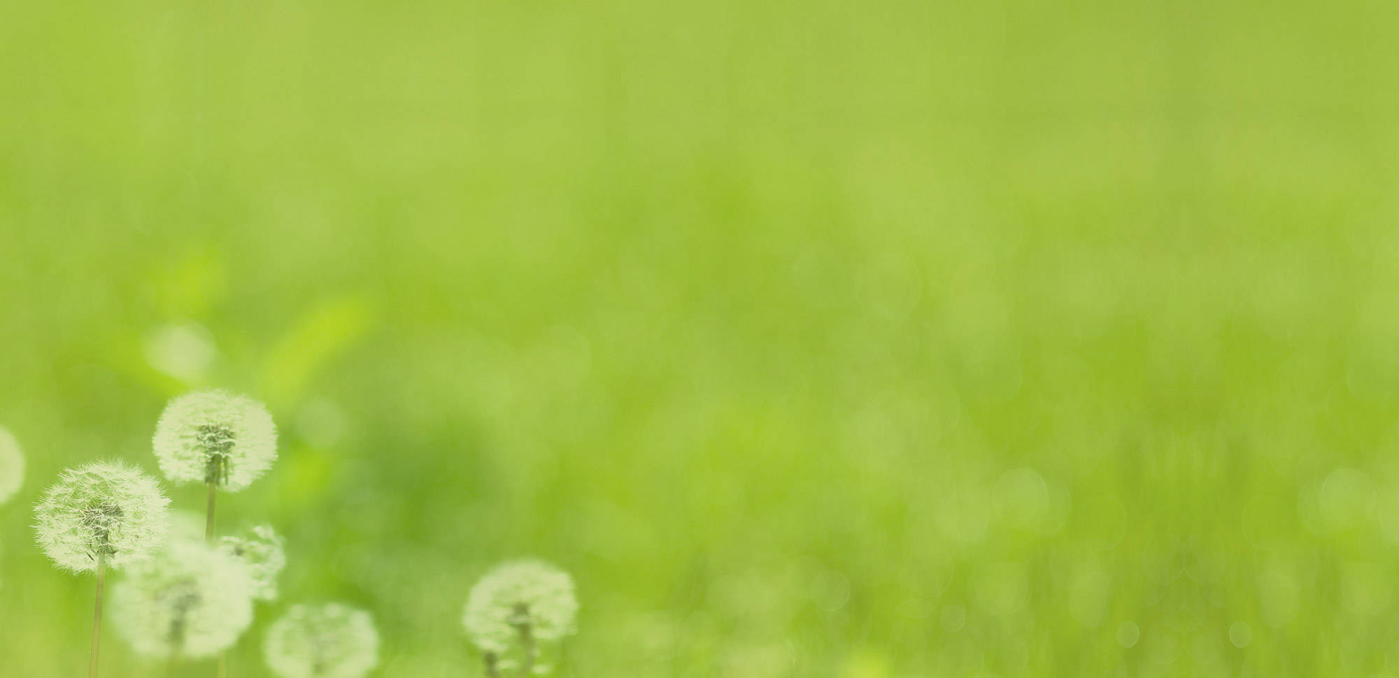 Close-up of dandelion seed heads against a blurred green grassy background, soft bokeh, green and white tones